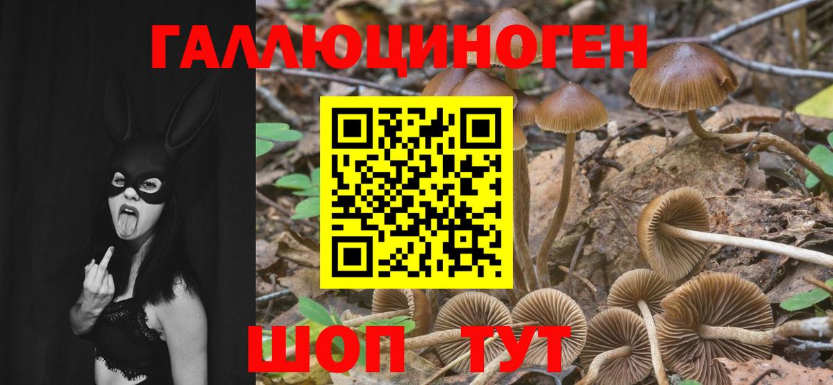 Галлюциногенные грибы Cubensis  где купить наркоту  Будённовск  Вход с VPN 